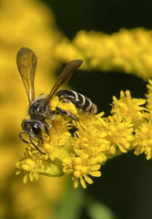 Cnemidandrena