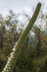 Xanthorrhoea platyphylla