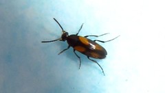 Anaspis fasciata