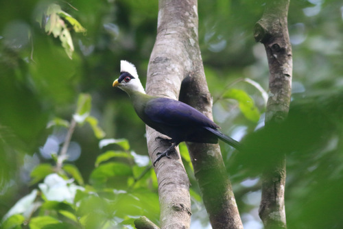White-crested Turaco