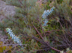 Daviesia pachyphylla