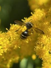 Cnemidandrena