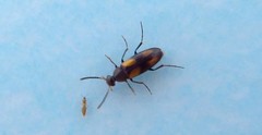 Anaspis fasciata