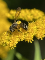 Cnemidandrena