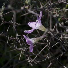 Ixia oxalidiflora