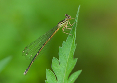 Platycnemis foliacea