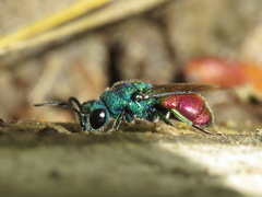 Chrysis comparata