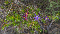 Calectasia gracilis