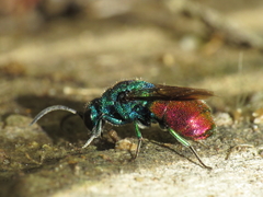Chrysis comparata