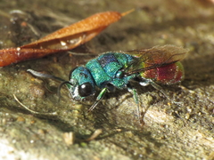 Chrysis comparata