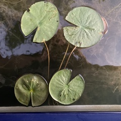 Polypedilum braseniae