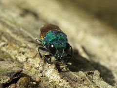 Chrysis comparata