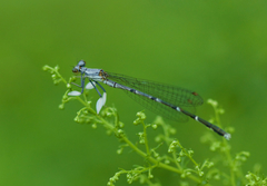 Platycnemis foliacea