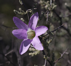 Ixia oxalidiflora