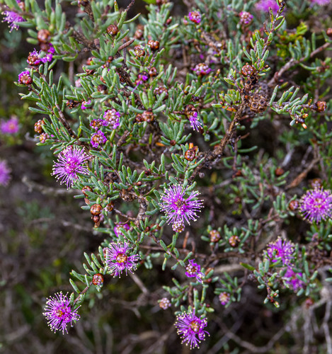Melaleuca concinna thumbnail