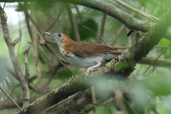 Illadopsis turdina