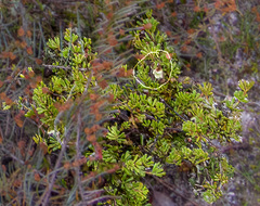 Phyllanthus calycinus
