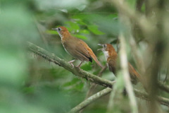 Illadopsis turdina