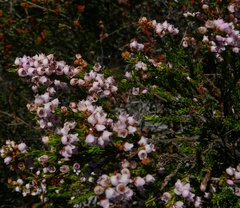 Erica curvirostris