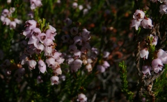 Erica curvirostris