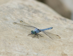 Orthetrum lineostigma