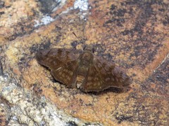 Pellicia