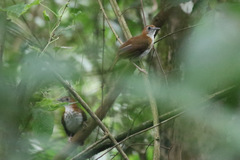 Illadopsis turdina