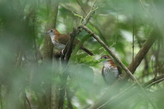 Illadopsis turdina