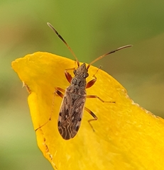 Ligyrocoris
