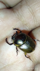 Digitonthophagus gazella