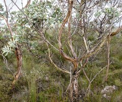 Eucalyptus pleurocarpa