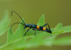 Polyzonus fasciatus