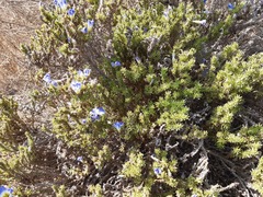 Nolana coelestis