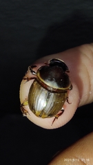 Digitonthophagus gazella