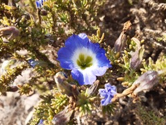Nolana coelestis