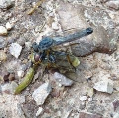 Neomochtherus geniculatus