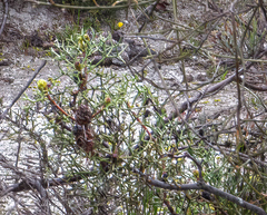 Petrophile divaricata