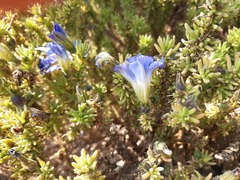 Nolana coelestis