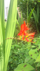 Crocosmia × crocosmiiflora