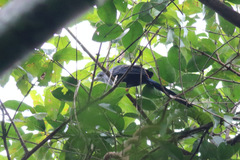 Ceuthmochares aereus