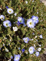 Nolana coelestis