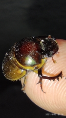 Digitonthophagus gazella