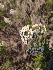 Heliotropium stenophyllum