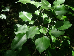 Pyrus communis caucasica