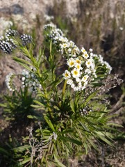 Heliotropium stenophyllum