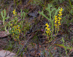 Synaphea obtusata