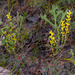 Synaphea obtusata - Photo (c) vr_vr, algunos derechos reservados (CC BY-NC)