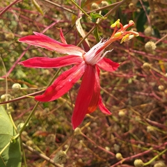 Passiflora cristalina