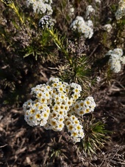 Heliotropium stenophyllum