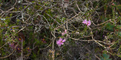 Melaleuca scabra